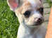 4 chihuahua puppies