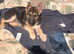 Gsd specialist rehoming and training rescue establish 40yrs  English Big chunky puppies