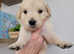 Golden retriever beautiful puppies looking for new homes