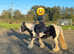 Pony 12.2 cob mare 9yo lead rein and second pony