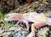Selection of Leopard Geckos at Birmingham Reptiles