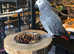 Hand tamed African Grey Parrots