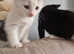 Two kittens