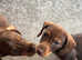 Beautiful Dachshund Puppies