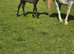 Black ISH colt