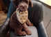 Asian toy poodle 5 month old boy