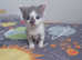 Beautiful grey and white kitten