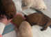 Chinese Tibetan mastiffs puppies