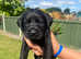 KC reg Labrador Puppies