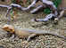 Adult Female Re-Home Bearded Dragon at Birmingham Reptiles