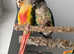 2 beautiful conure for sale
