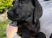 Fully Vaccinated - 1 KC Registered Labrador Retriever Puppy