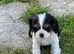Beautiful cavalier King Charles pups