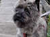 KC Registered Cairn Terrier puppies