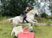 Irish draught 17hh 16 year old mare.