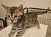 Full pedigree bengal kittens