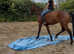 15.2 Irish mare