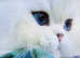 Title Luxury Silver Shaded ns1133 Rare British kittens