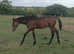 Handsome yearling colt to make 16hh