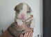 Micro bully pups looking for new homes