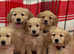 Beautiful KC Reg Golden Retrievers Ready now
