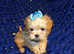 ***XXXXXXXS Micro Tiny Exquisite Apricot F1 Maltese x Toy Poodle Maltipoo Puppy***