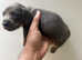 Mini daxi pups for sale