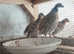 Bob White quail