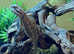 Rankins Dragons with Short Tails at Birmingham Reptiles