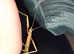 Baby Indian stick insects, some 2weeks old , some 1month plus