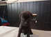 Bullmastiff/labrador puppies