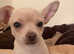 Beautiful White Short Hair Chihuahua BOY PUPPY