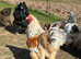 Large fowl Brahma boys