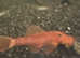 SUPER RED BRISTLE NOSE PLECOS