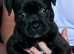 Staffordshire bull terrier pup