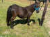 Beautiful Falabella Companion Mare For Sale