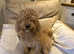 Cavapoos