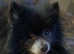 Pomeranian STUD KC Reg & Proven