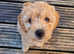 Bichon x Toy Poodle aka Poochon pups