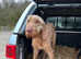 Lovely KC HWV looking for new home