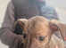 Lurcher puppy