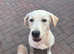 Female golden Labrador