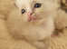 Pure Ragdoll kittens for sale