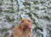 Lovely KC HWV looking for new home