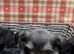 Miniature schnauzer puppies health tested parents