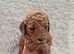 Adorable f1b Cockerpoo puppy's for sale