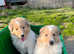 Rough collie puppies