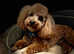 Bordoodle puppies ***1 girl left***