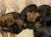 Border terrier puppies