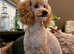 Toy Poodle for stud